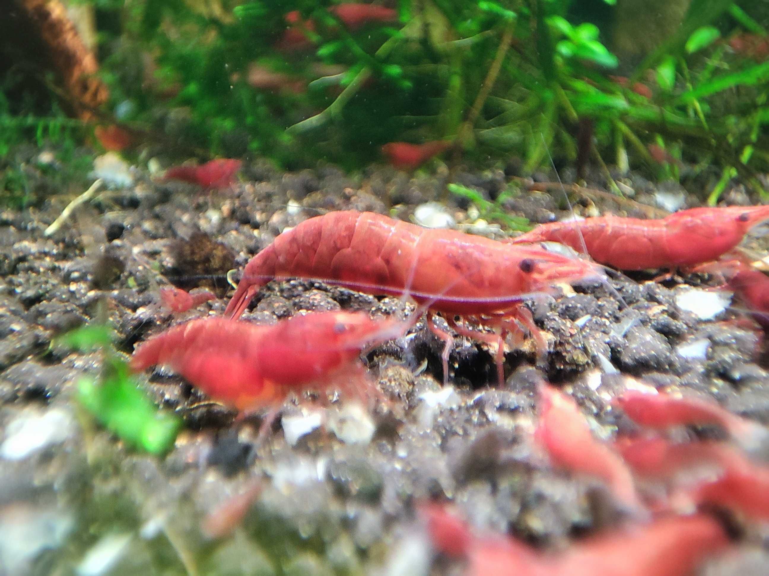 Krewetki neocaridina Sakura Red