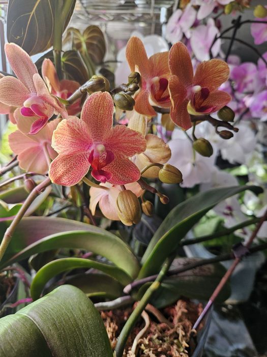 Продам орхідеї з власної колекції