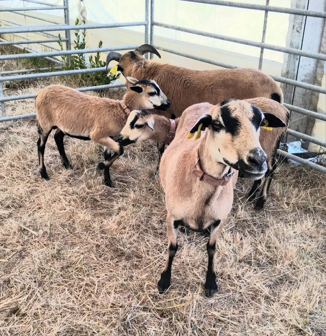 Carneiros, Ovelhas e Borregos