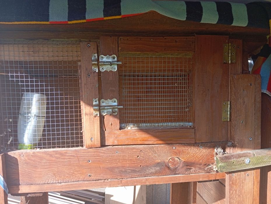 Królik miniaturka  młoda saniczka