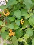 Arvore tamarilho amarelo anao