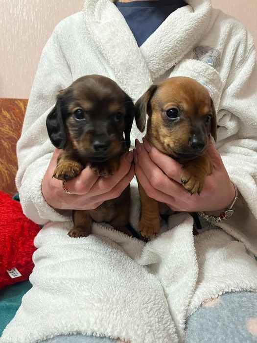 Щеночки стандартной таксы