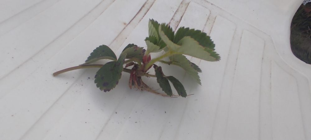 Truskawki truskawka sadzonki z gruntu