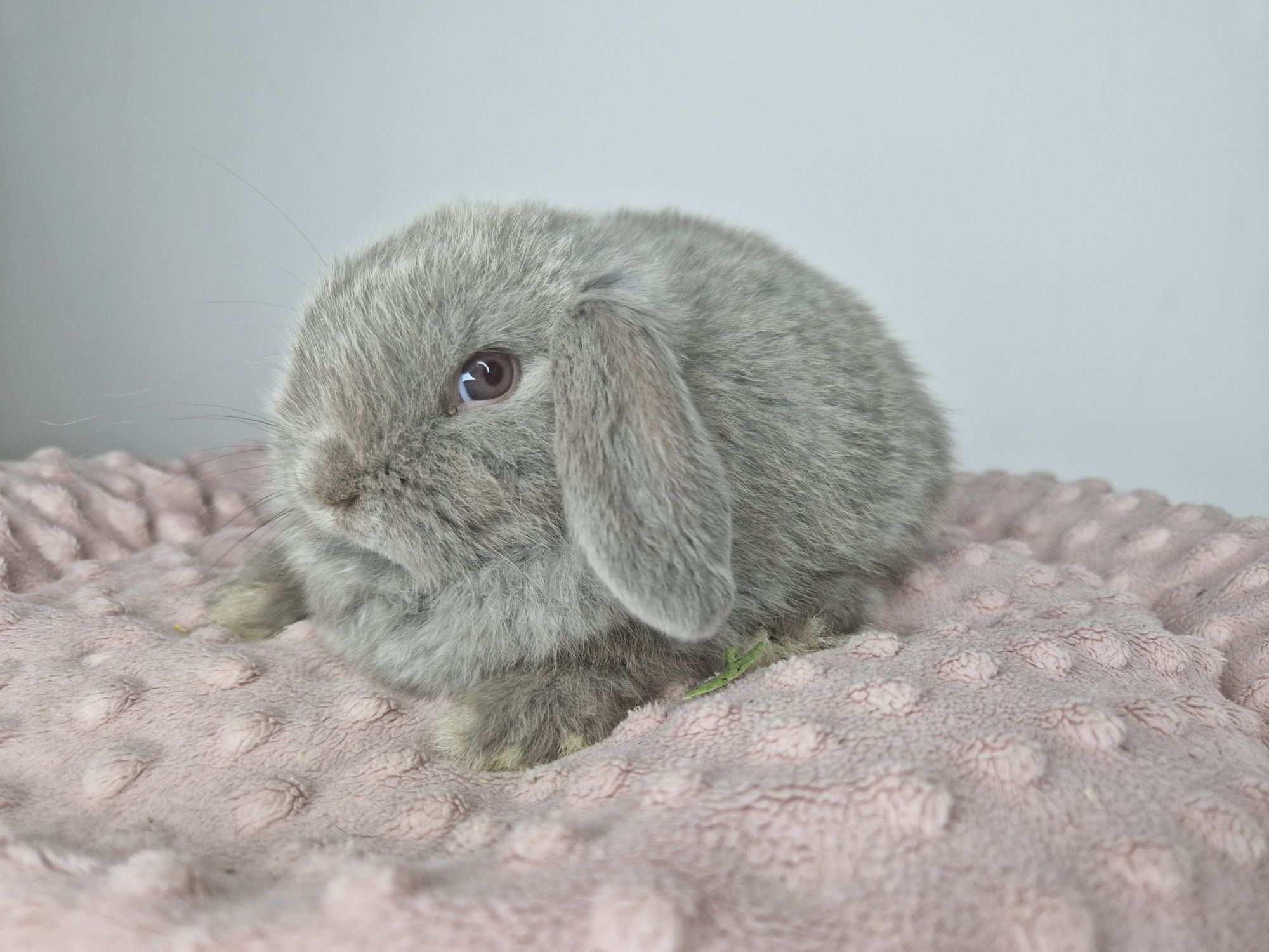 prawdziwy mini lop, wyjątkowy króliczek z legalnej hodowli, do odbioru