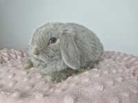 prawdziwy mini lop, wyjątkowy króliczek z legalnej hodowli, do odbioru