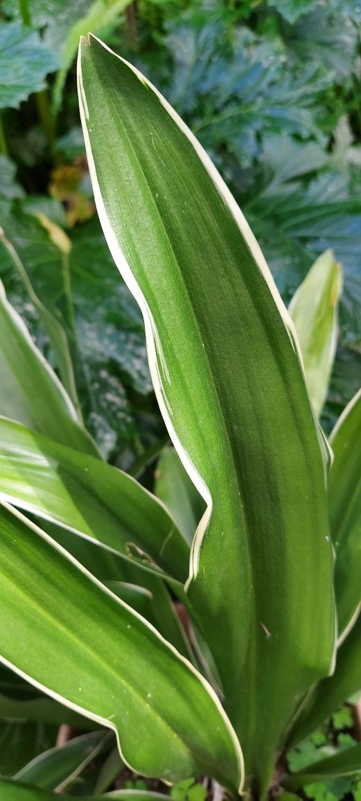 Planta ornamental - Rohdea japonica