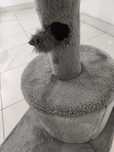 Arranhador gato altura 1.00mt