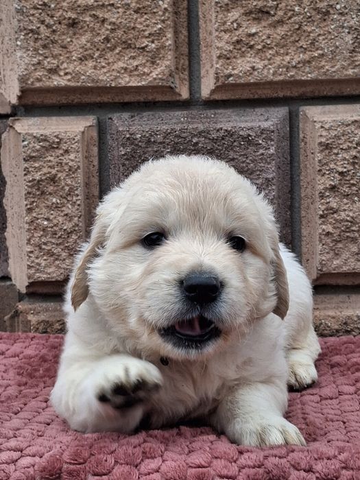 Золотинка-хлопчик від Чемпіонів