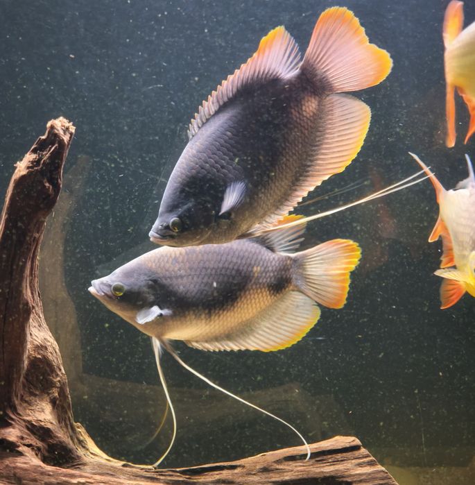 2 Gouramis gigante red tail