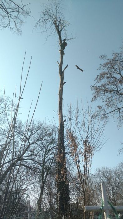 Альпинисты обрежут,спилят деревья.Гарантия аккуратности.Одесса