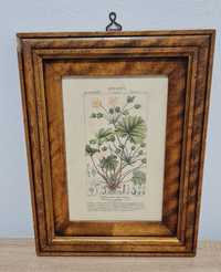 Obrazek botaniczny Vintage