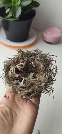 Гнезда для колец свадебный декор пасха сухоцветы