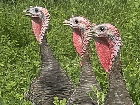 Найкращі індики в світі