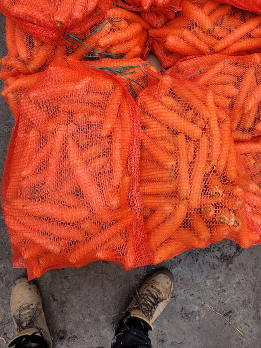 Marchew Burak Seler por