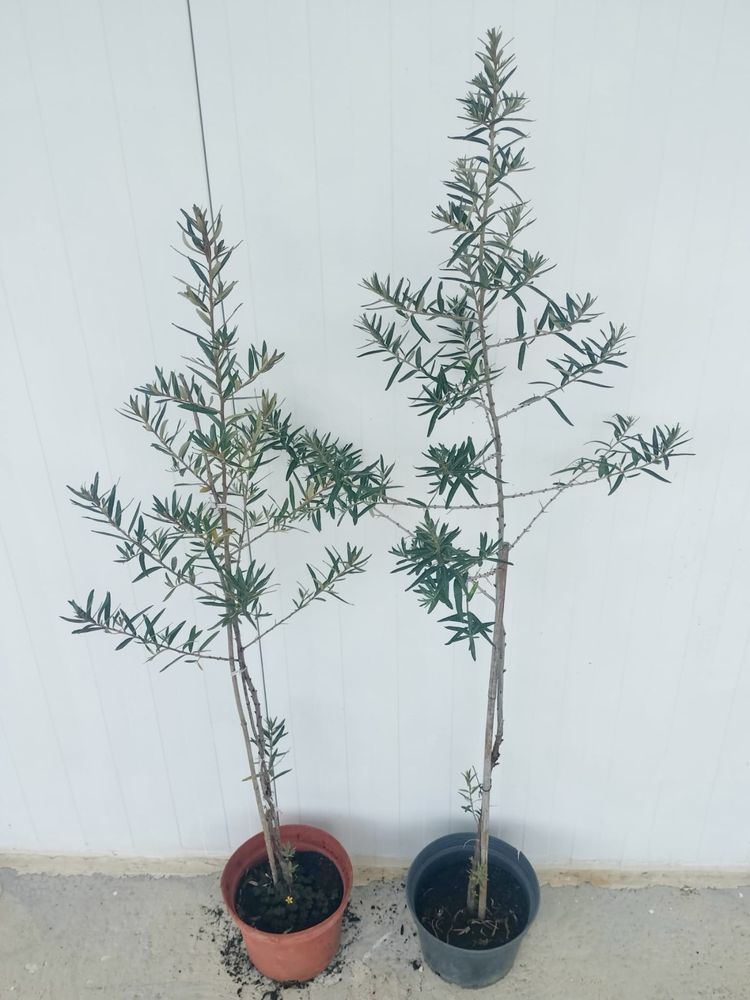 Piruliteiro em vaso – planta ornamental