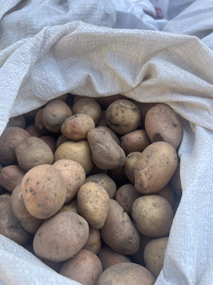 Продам картоплю Домашню — якість гарантую!