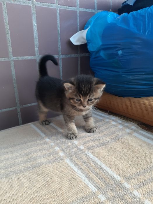 Продам котёнка шалунишку