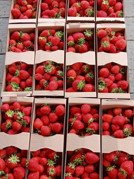 Sadzonki truskawek bardzo słodkie 70 groszy .Wysylka