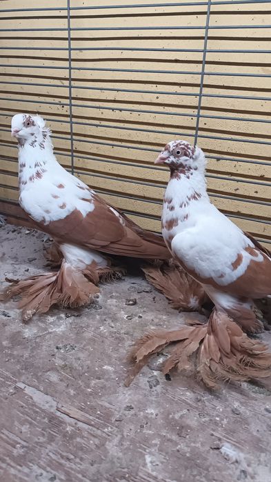 Para wiedynów żółtych koroniatych.