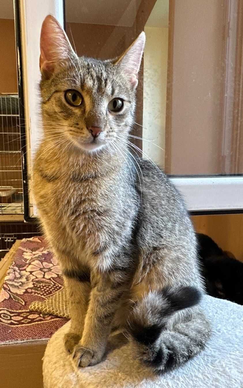 LULI młody bury kocurek do adopcji