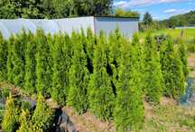 Tuja thuja Smaragd Szmaragd 110-120 cm cm kopane z gruntu