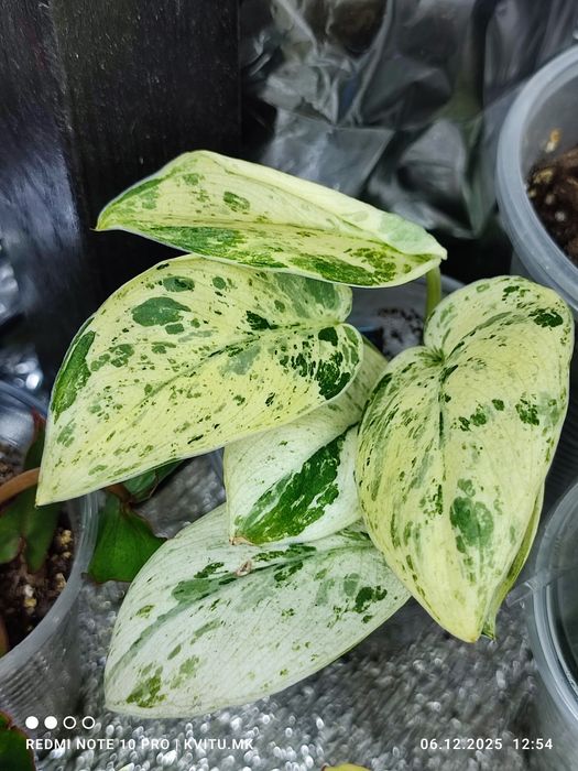 Scindapsus сциндапсус