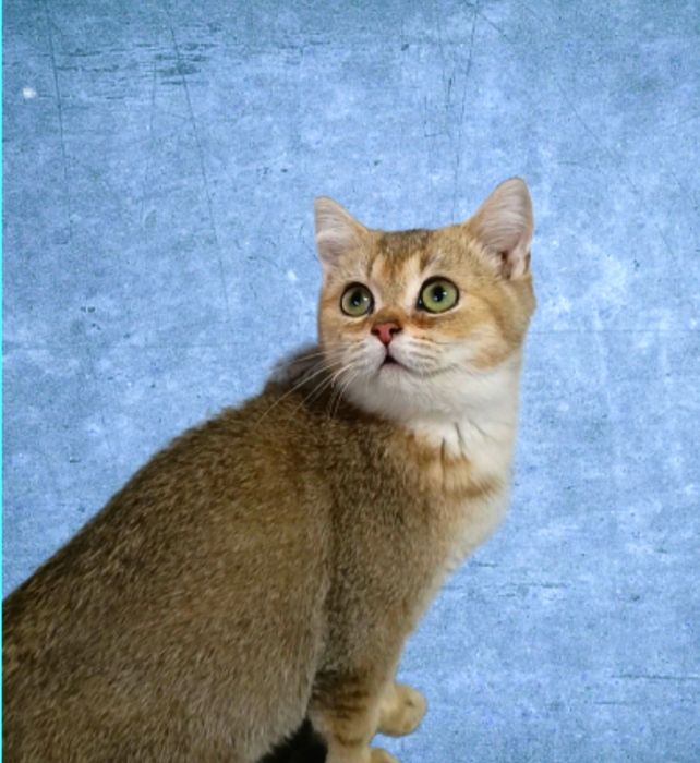 Золотое Кошенятко 5мес