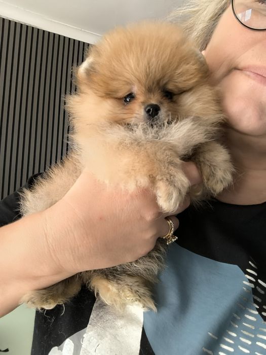 Spitz Anão.Lulu da Pomerânia. Com Pedigree. Lop e Afixo