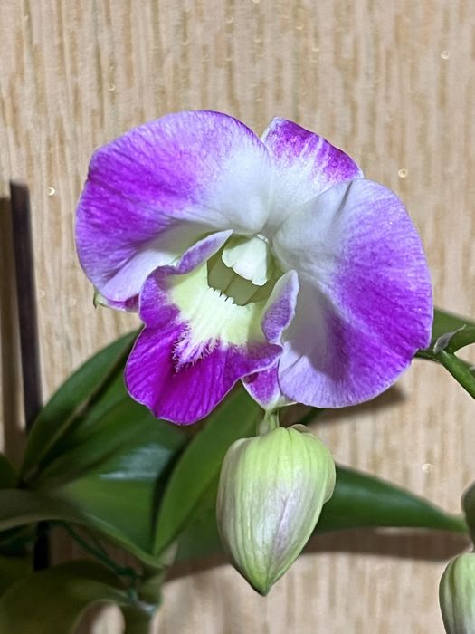 Орхидея. Дендробиум Dragon King.