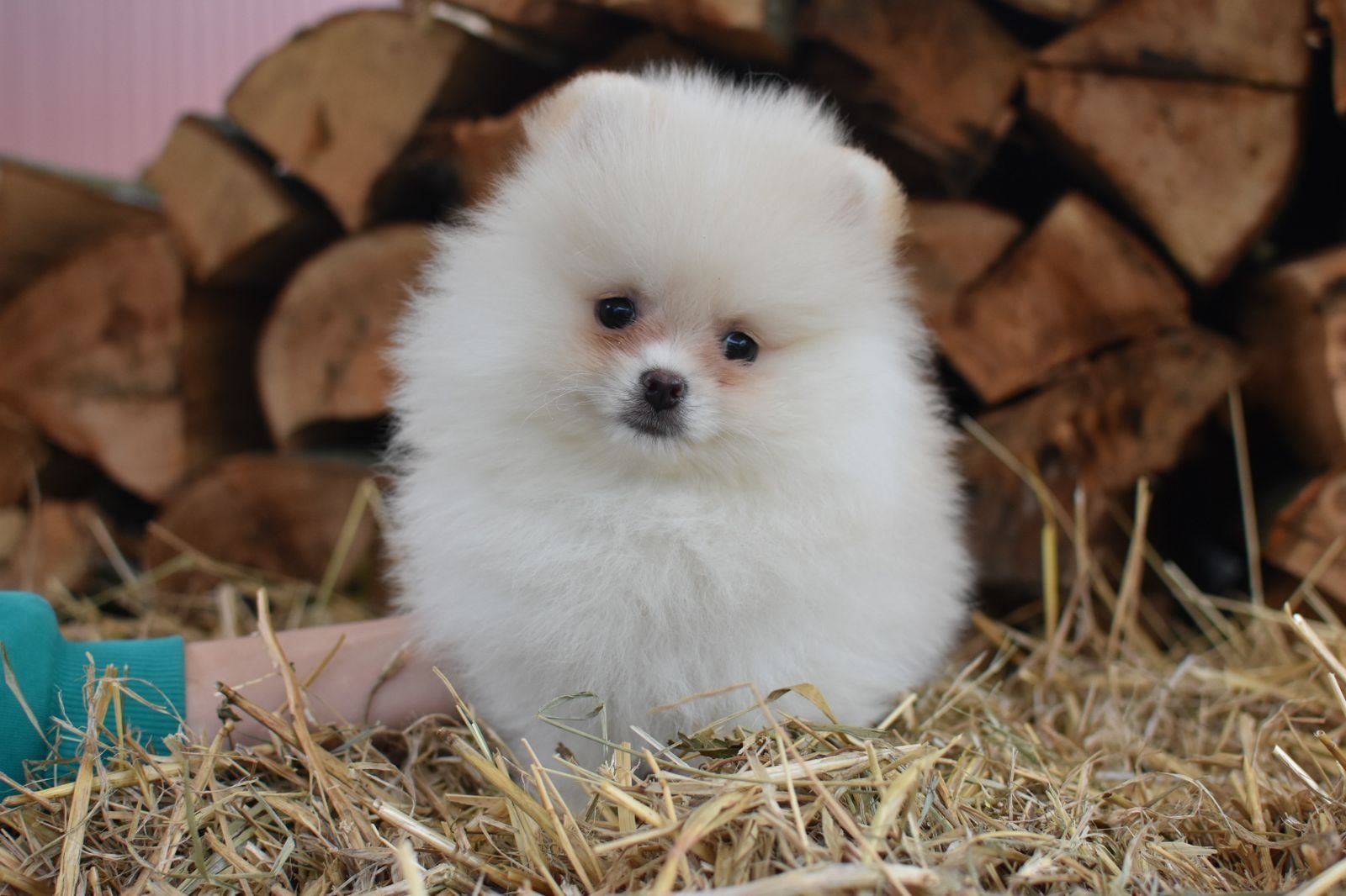 Хлопчик горобчик шпіц