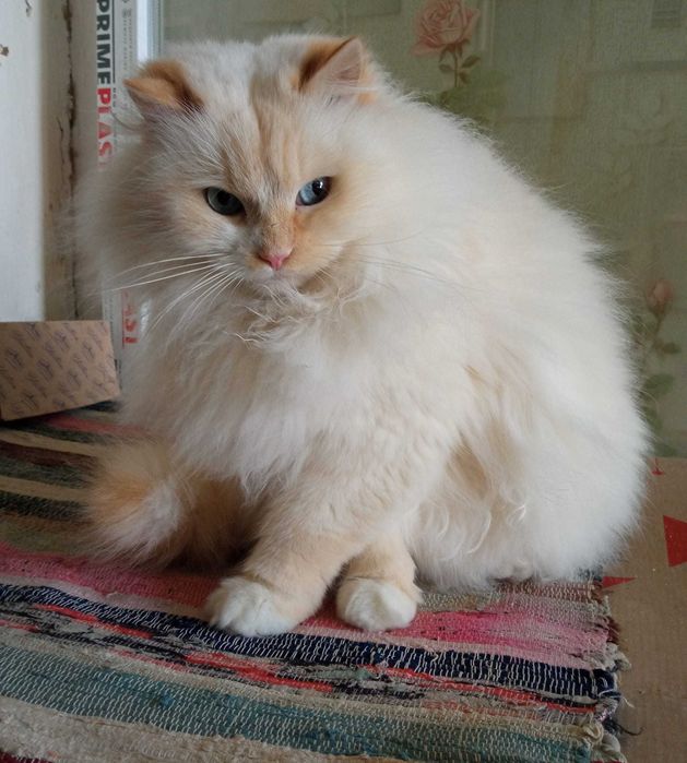 Неймовірний красень Тихон шукає родину