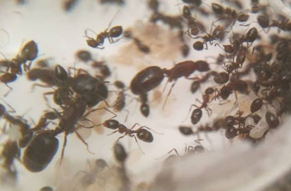 Monomorium subopacum 3 królowe + około 30 robotnic + potomstwo