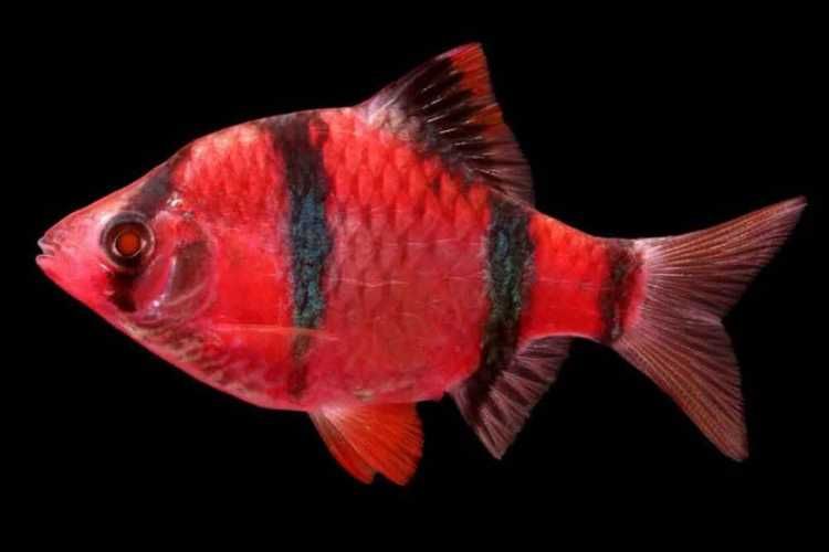 Акваріумні рибки GloFish (тернеція, даніо, барбус, лабео)