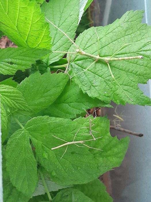 Тераріум з палочниками .