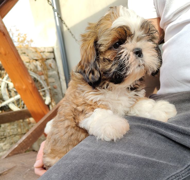 Śliczna Suczka Shih Tzu z rodowodem