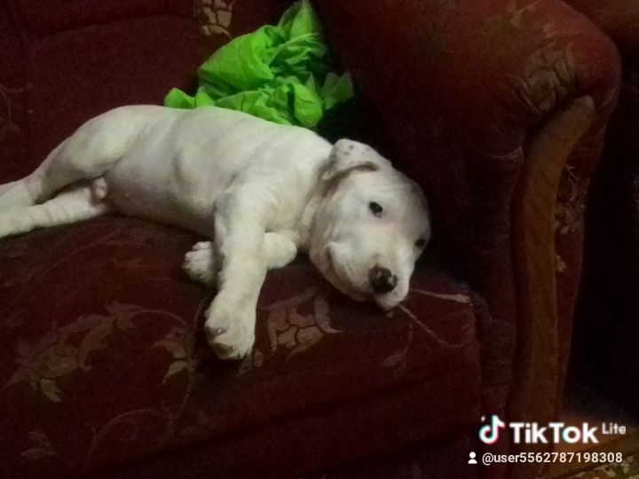 Цуценята в дбайливі руки