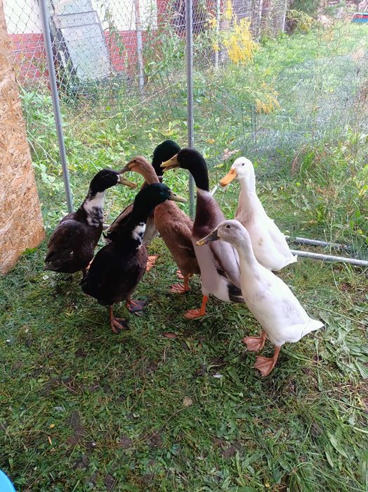 Kaczory biegusy 3 sztuki