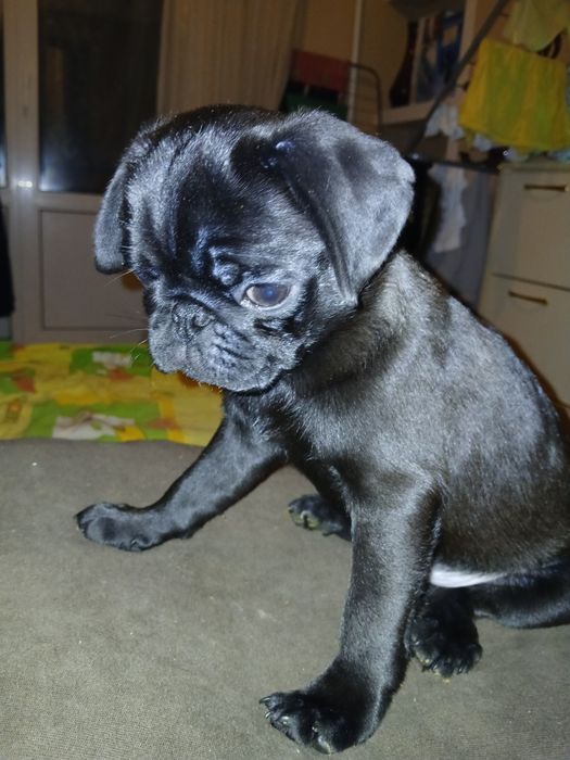 Чарівні  мопсики ТЕРМІНОВО