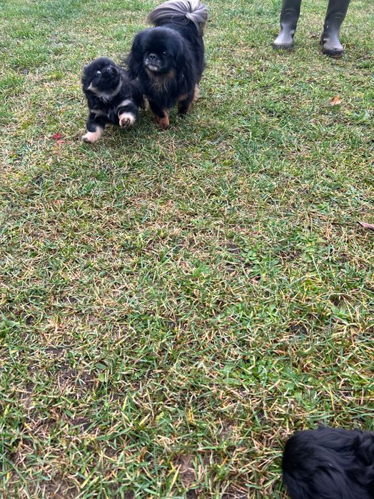 Psy pekińczyki fajne pieski