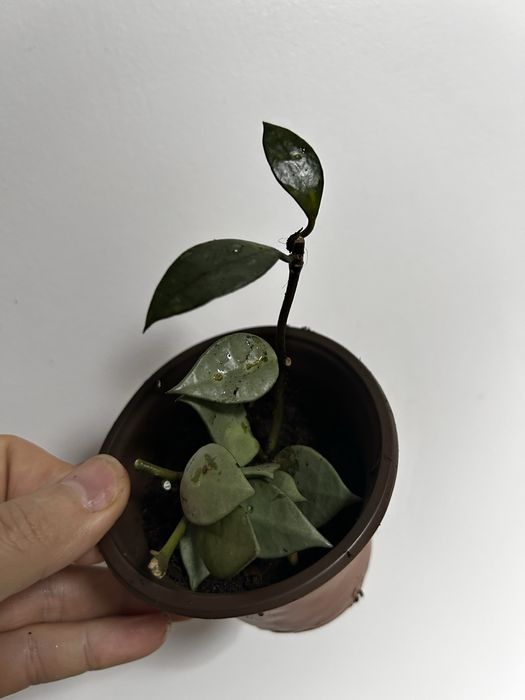 Hoya Krohniana Eskimo
