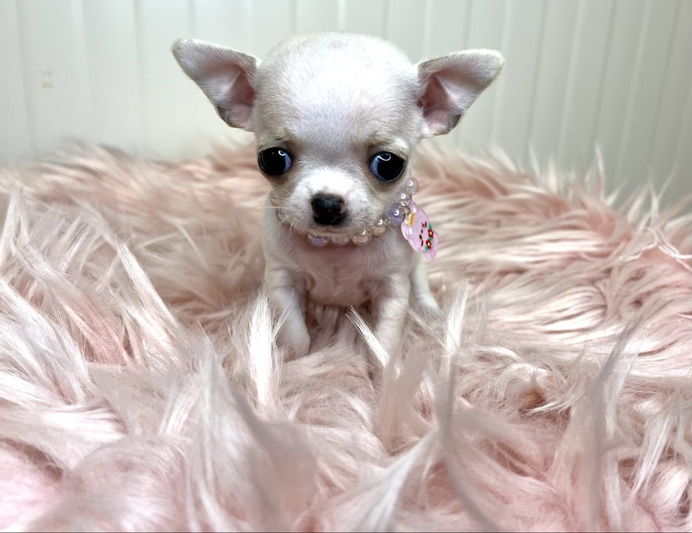 Chihuahua Femea Pequenina