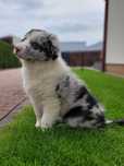 Border Collie Szczeniak