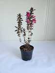 Krzewuszka 'Minor Black' (Weigela florida 'Minor Black')