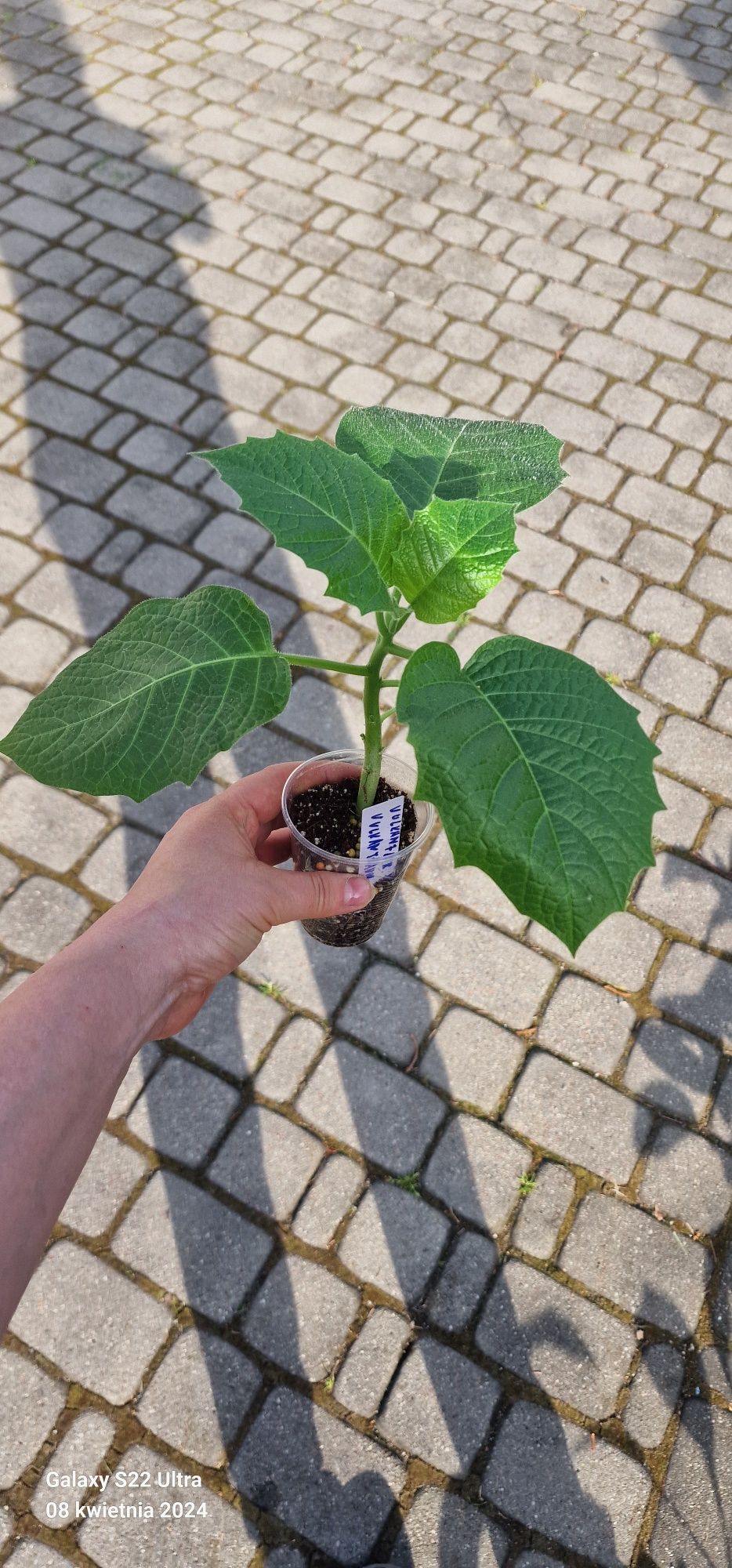 Brugmansia Vulkanfeuer ×Vulkantraum krzyżówka