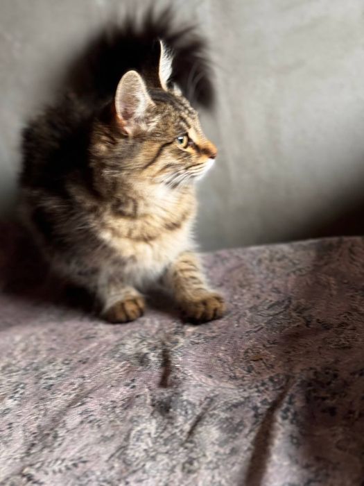 Кошенята безкоштовно стерилізовані