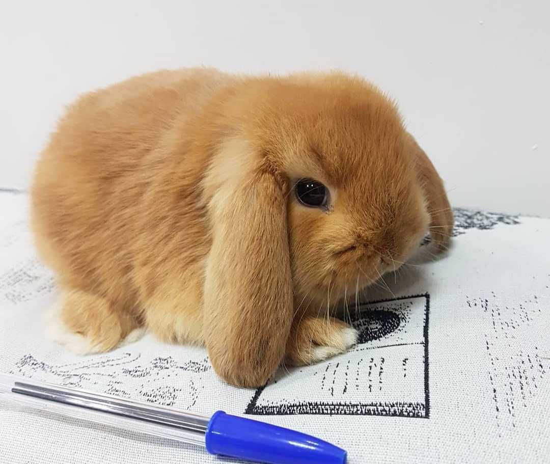 KIT Coelhos anões orelhudos, mini lop adoráveis e muito dóceis