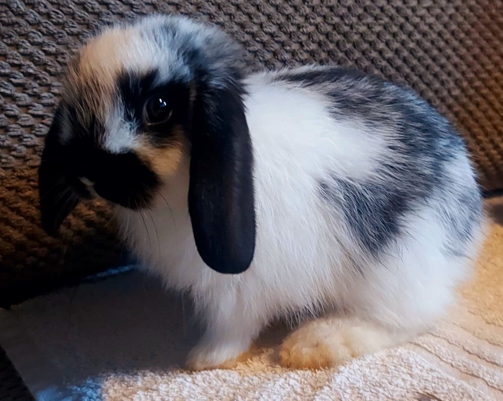 Królik mini lop dziewczynka