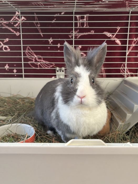 Oddam królika miniaturke