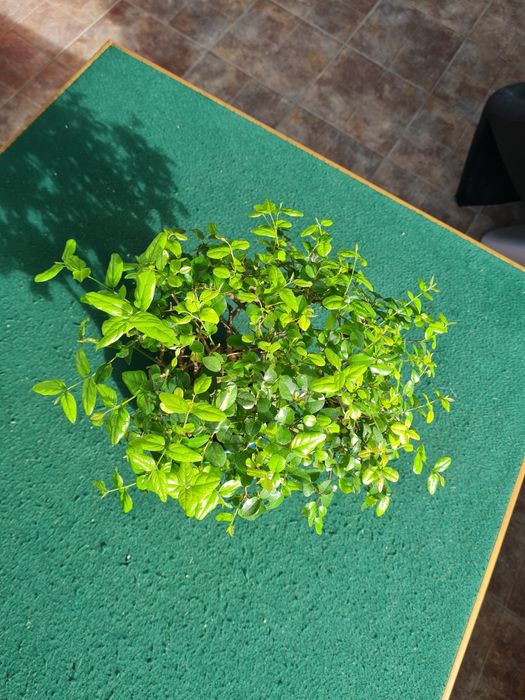 Floresta Bonsai Sageretia