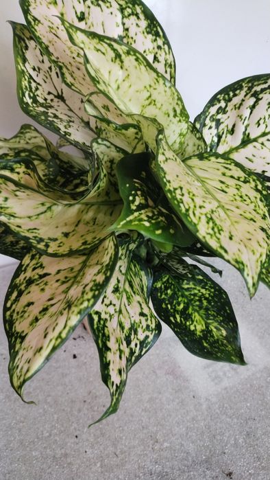 Кімнатні квіти,калатеї та інші